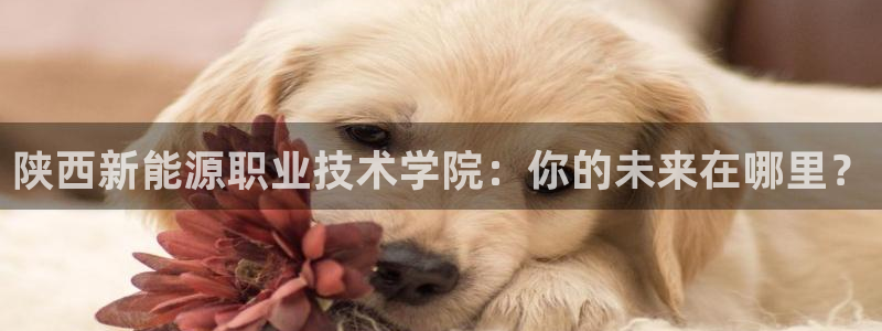 新宝gg主管、