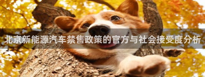新宝gg开号