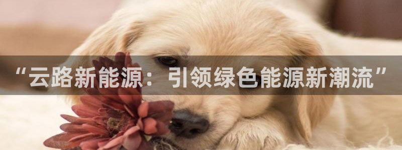 新宝gg工资