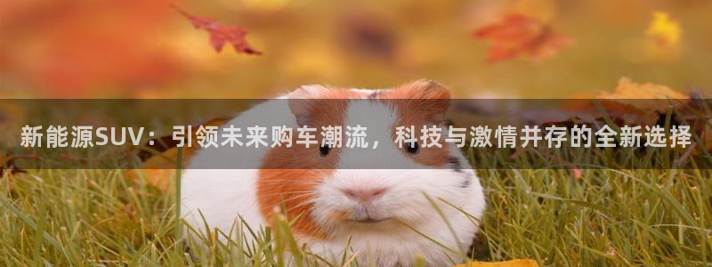新宝gg分红